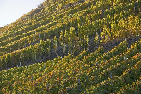 Vineyards in autumn