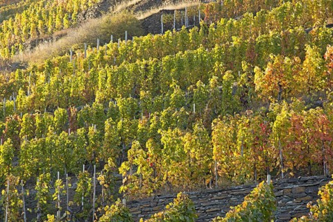 Vineyards in autumn