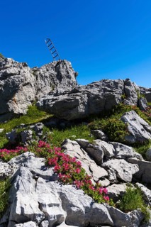 Alpine roses