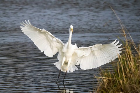 Great egret