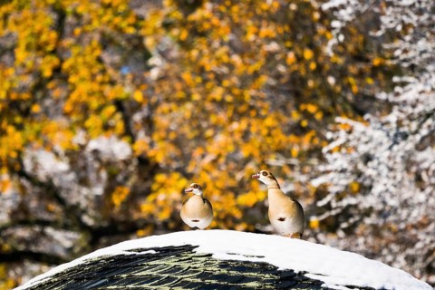 Two Egyptian Geese