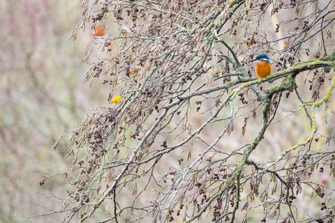 Common kingfisher