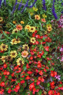 Colourful marguerites