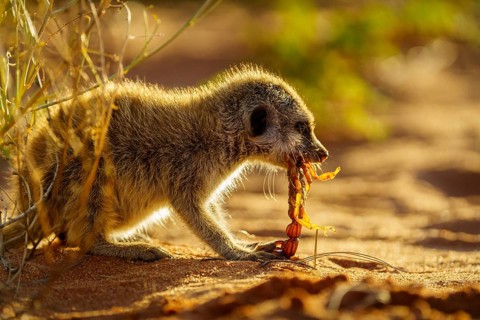 Meerkat