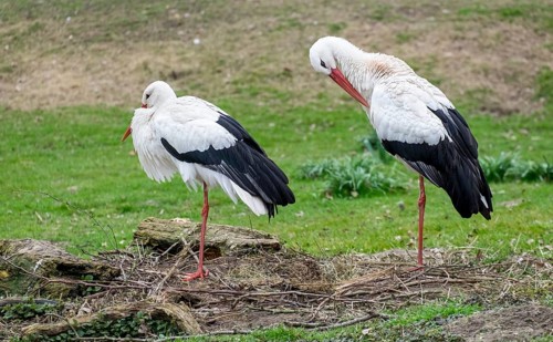 White storks