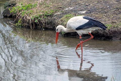 White Stork