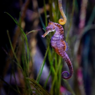 Spotted long-snouted seahorse