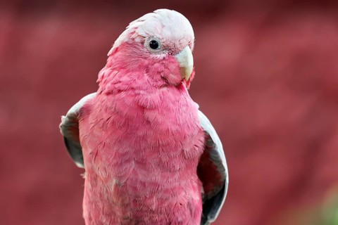 Galah