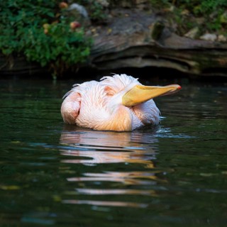 Great white pelican