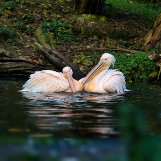 Great white pelicans