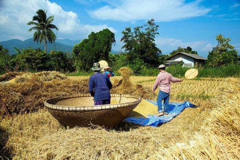 Rice farmers traditionally harvesting and threshing rice