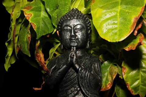 Small Bhuda figure sitting under a young coffee bush