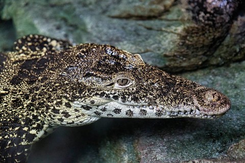Cuban crocodile