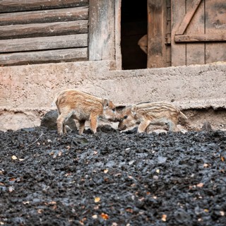 Two wild boars