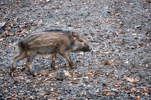 Wild boar