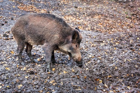 Wild boar