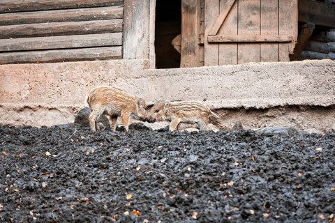 Two wild boars