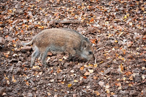 Wild boar