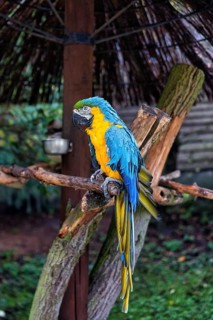 Tame blue and yellow macaw