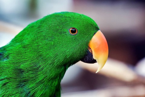 Green eclectus parrot
