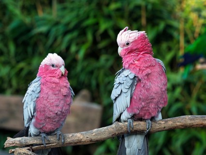 Two galahs