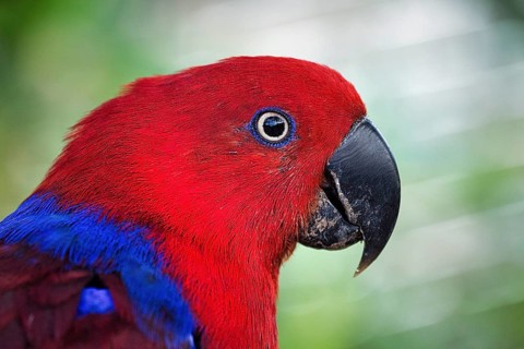 Red eclectus parrot