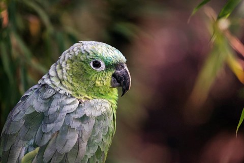 Southern mealy amazon