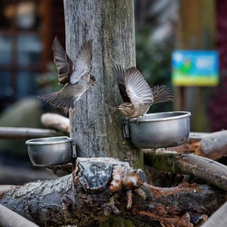 Two house sparrows