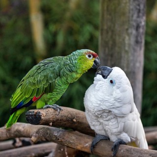 Ecuador Amazon