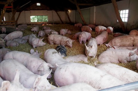 Domestic pigs