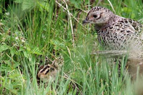 Pheasant