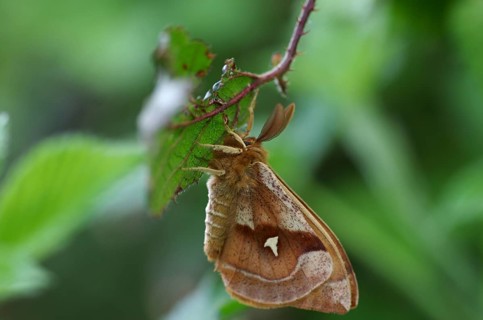 Close-up
