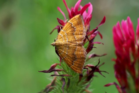 Close-up