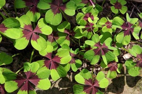 Four-leaf sorrel