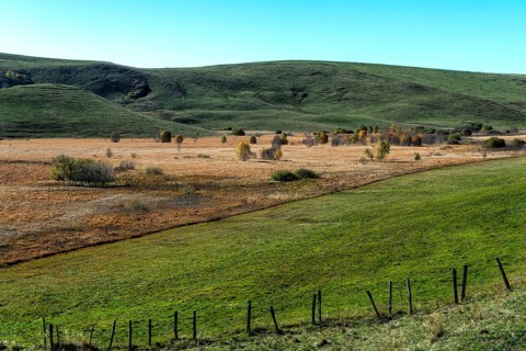 Bog landscape with dry bog grass