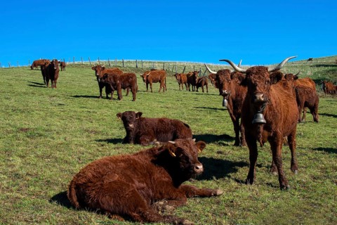 Cow salers