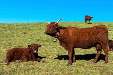 Cow salers