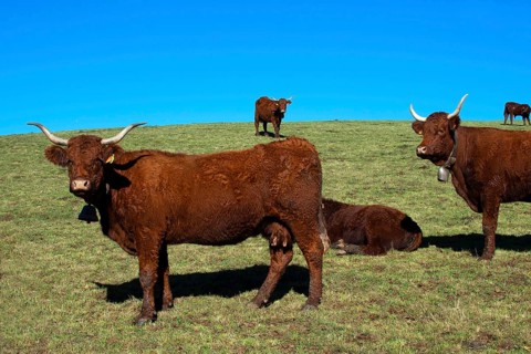 Cow salers