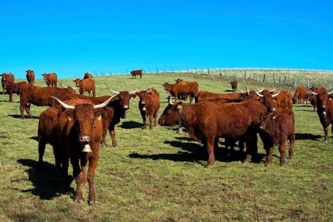 Cow salers
