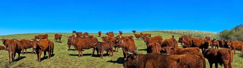 Cow salers