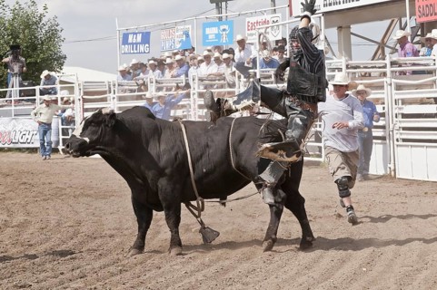Cowboy being thrown while bull riding