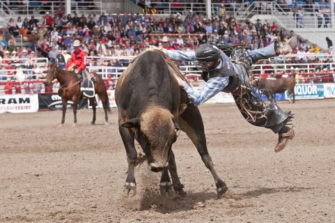 Cowboy being thrown
