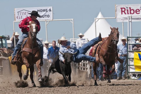 Team steer wrestling