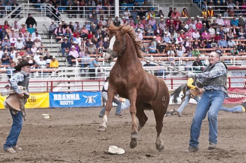 Wild horse round-up