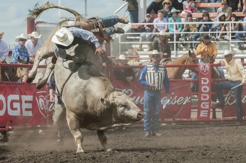 Cowboy being thrown