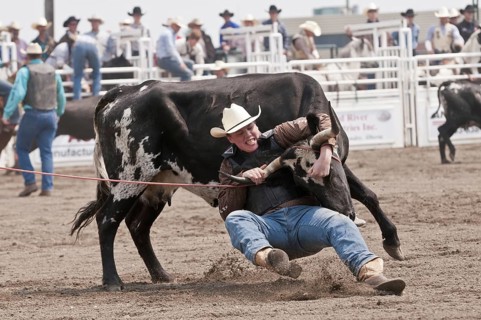 Wild cow milking