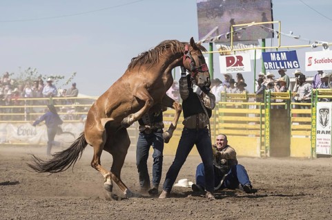 Wild horse round-up
