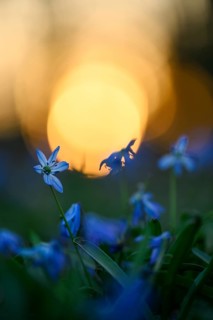 Alpine squill