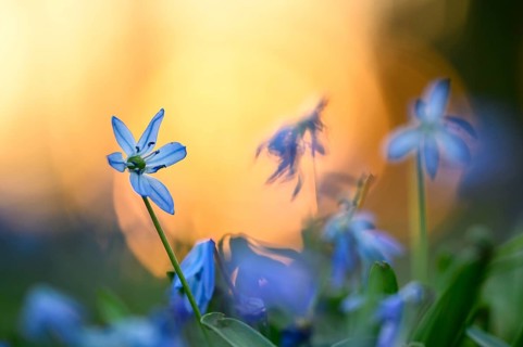 Alpine squill
