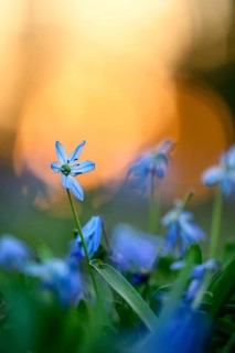 Alpine squill